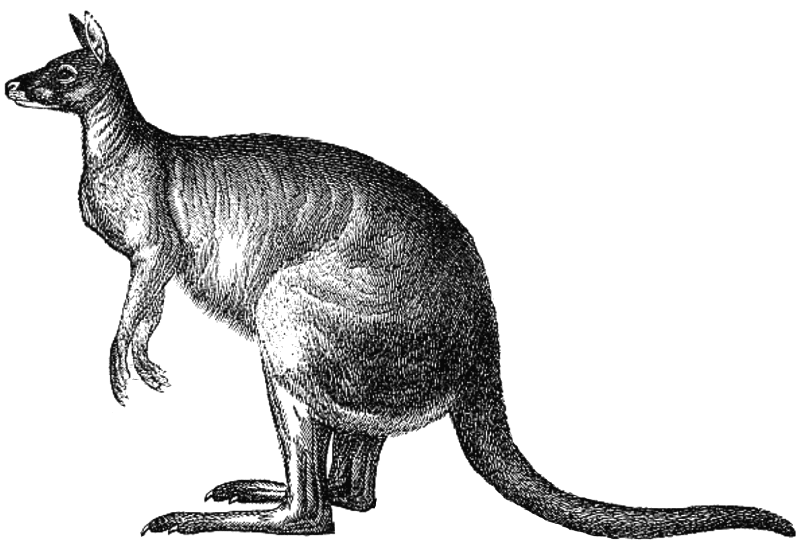 Phil Strano: US Private Credit Signals Superior Value Down Under